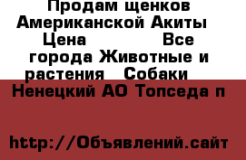 Продам щенков Американской Акиты › Цена ­ 25 000 - Все города Животные и растения » Собаки   . Ненецкий АО,Топседа п.